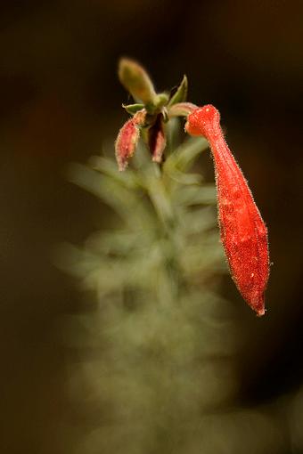 A few from Solstice Canyon, Malibu-cal_fuschia.jpg