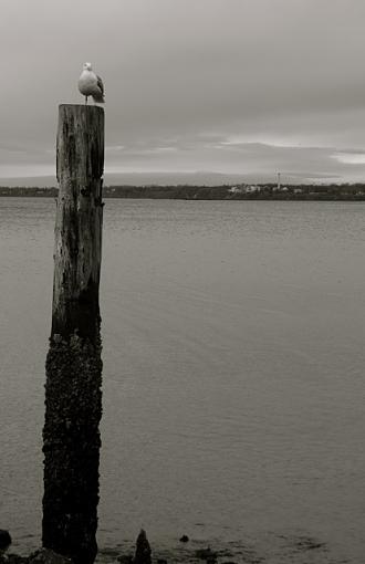 Few shots from hike/beach-seagull.jpg