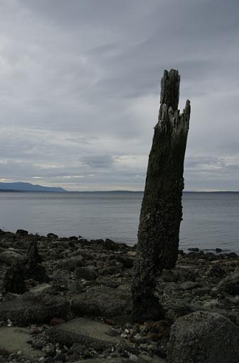 Few shots from hike/beach-piling.jpg