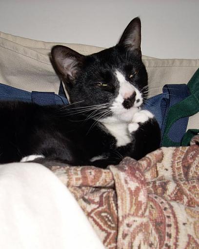 What, you wanna take my picture?-catthinksmall0001.jpg