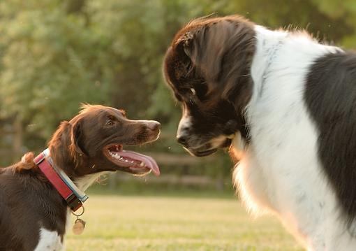 Got a pet? Post a pic!-dsc_1446-chessie-fosby-640.jpg