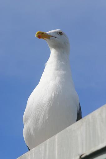 Post your bird pictures here ...-seagull.jpg