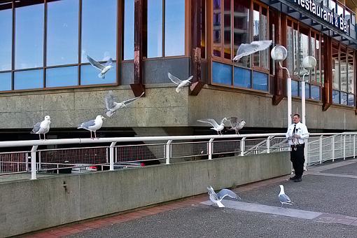 Capture a Stranger-man-his-seagulls-1.jpg