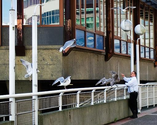 Capture a Stranger-man-his-seagulls-2.jpg