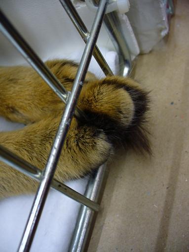 Paws-p1080916.jpg