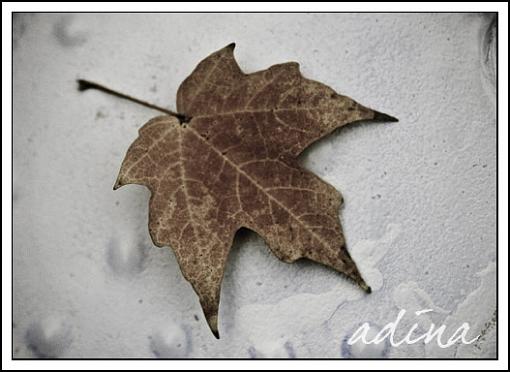 leaf in paint-img_0496-edit.jpg