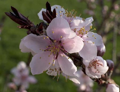 Spring Fun with Extension Tubes-10xspringflowers01pr.jpg