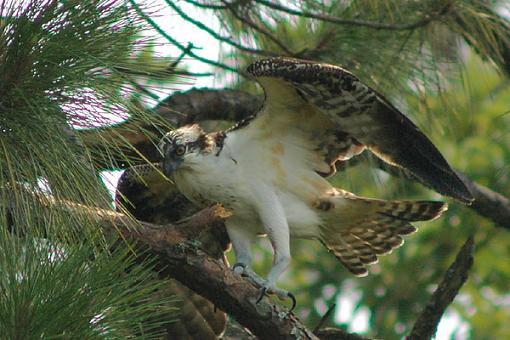 Post your bird pictures here ...-osprey_15.jpg