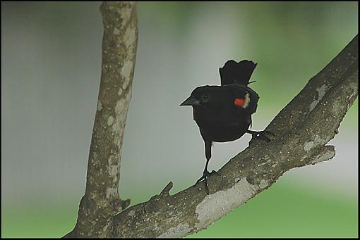 Post your bird pictures here ...-red_winged_blackbird_2.jpg