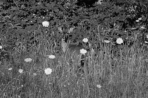 B&amp;W Deer Photos-deer51.jpg