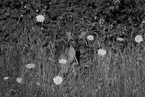 B&amp;W Deer Photos-deer22.jpg