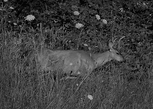 B&amp;W Deer Photos-deer4.jpg