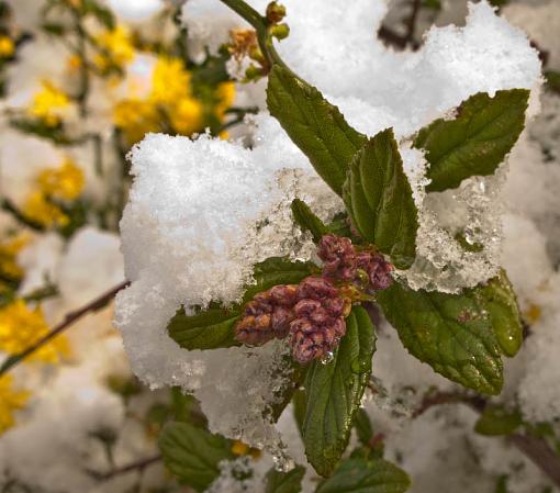 Easter Snow-img_0322.jpg