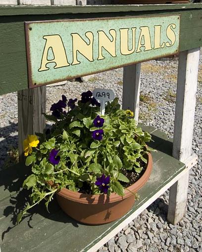 Trip to the greenhouse-annuals.jpg