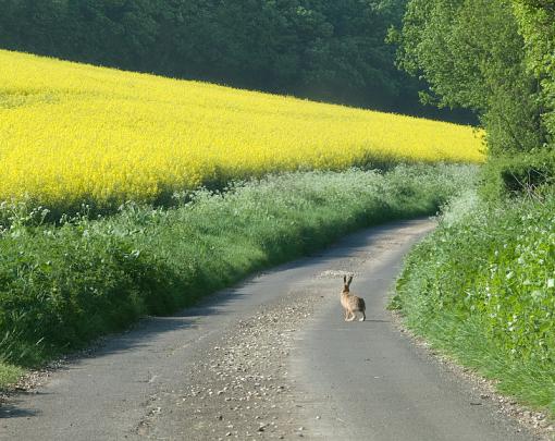 the road to work-img_0998.jpg