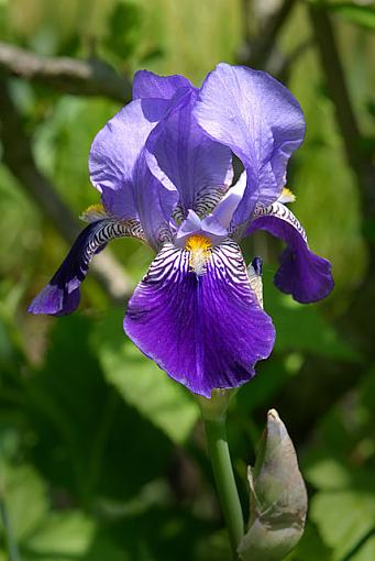 Mom's Iris-dsc_4988-2-640.jpg