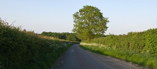 lane, tree, sky-img_1064.jpg