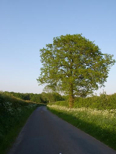 lane, tree, sky-img_1065.jpg