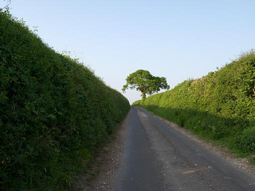 lane, tree, sky-img_1074.jpg