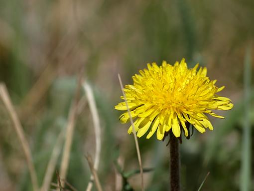 Test shots with Zuiko 70-300mm-dandelion.jpg