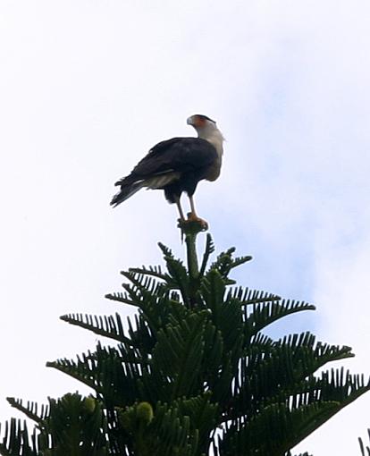 Need a bird I.D. Paul!-caracara4.jpg