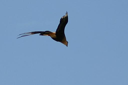 A few more bird shots for Paul-caracaraflight.jpg