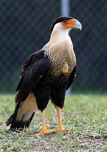 A few more bird shots for Paul-caracaraclose.jpg