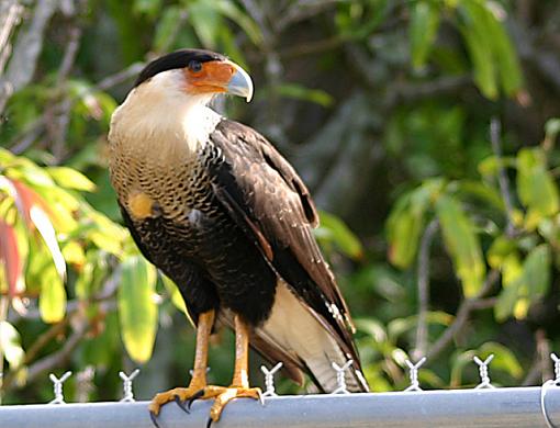 A few more bird shots for Paul-caracaraclose3.jpg