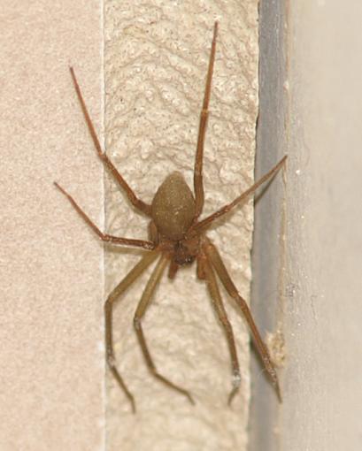 The Itsy Bitsy Spider-brown_recluse.jpg