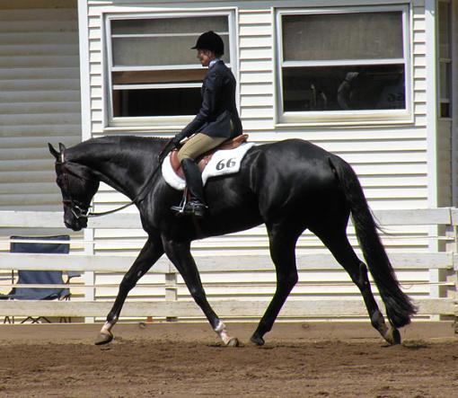 Horse Show Photos-dscn0144-crop.jpg