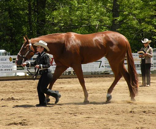 Horse Show Photos-dscn0093-upload.jpg