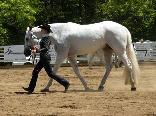 Horse Show Photos-dscn0100-upload.jpg