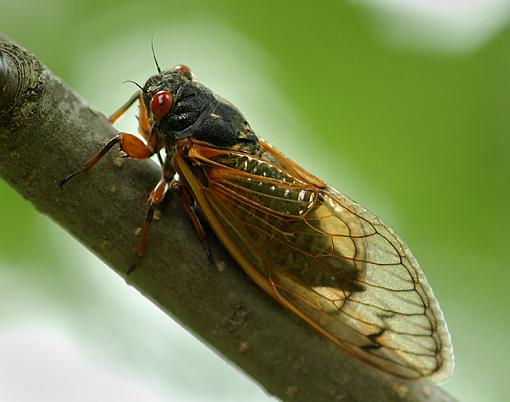 Scourge of the Northeastern Midwest-dsc_6034-2-640.jpg