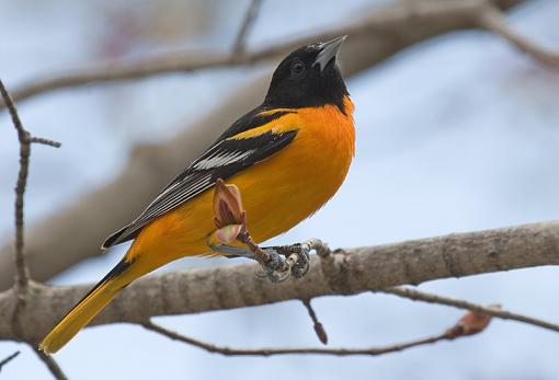 I'm a celebrity.-oriole3.jpg