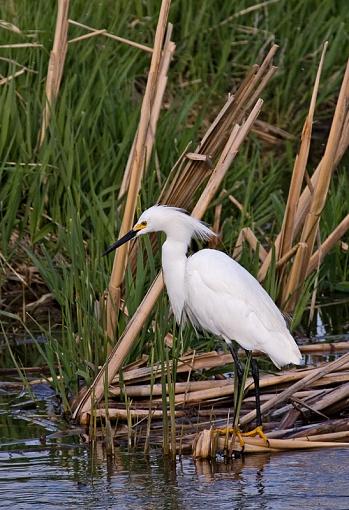 I'm a celebrity.-snowy-egret.jpg