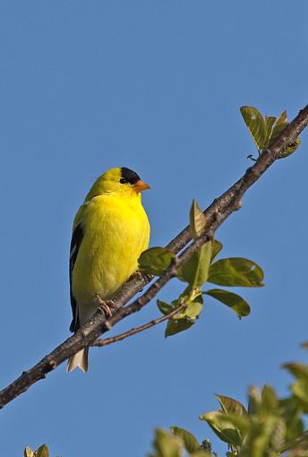 I'm a celebrity.-goldfinch4.jpg