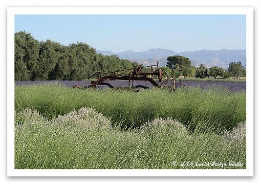 Lavender and Cherry Festival time-lavfest1.jpg