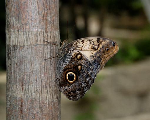 First time for butterflies-dsc_4355-copy.jpg