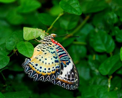 First time for butterflies-dsc_4414-copy.jpg