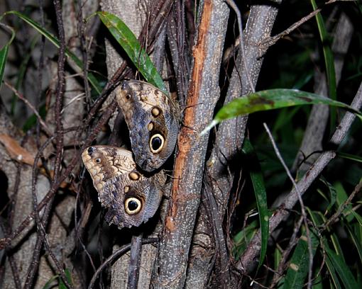 First time for butterflies-dsc_4629-copy.jpg