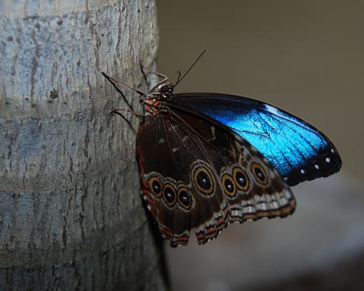 First time for butterflies-dsc_4635-copy.jpg