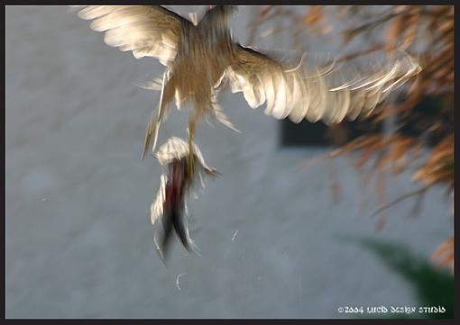 Post your bird pictures here ...-hawk2.jpg