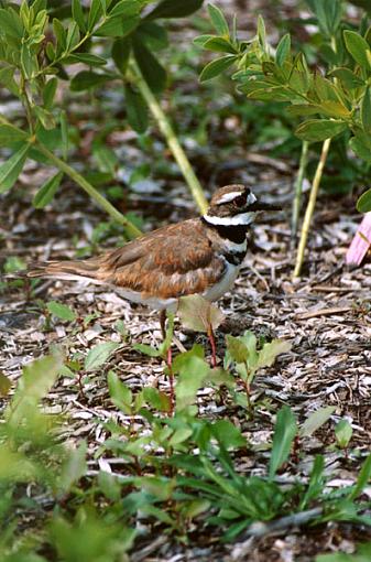 Paul? Could I trouble you for a bird ID?-somebird.jpg