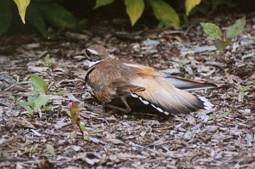 Paul? Could I trouble you for a bird ID?-somebird2.jpg