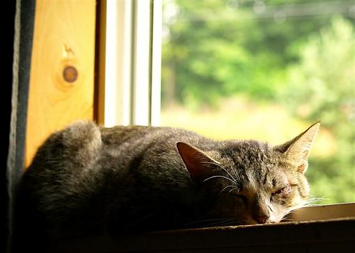 Cat nap-window-cat-small-.jpg