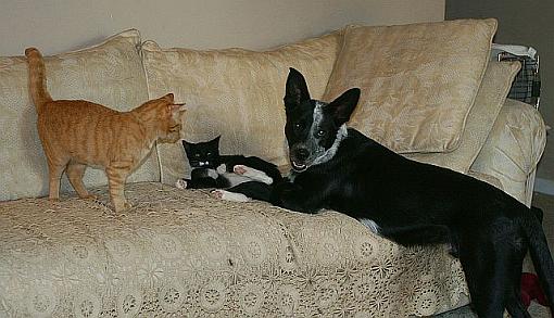 Got a pet? Post a pic!-zeke-groucho-nero.jpg