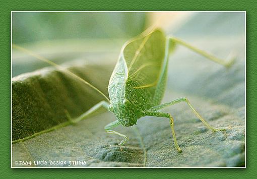 trying to blend in...-katydid.jpg