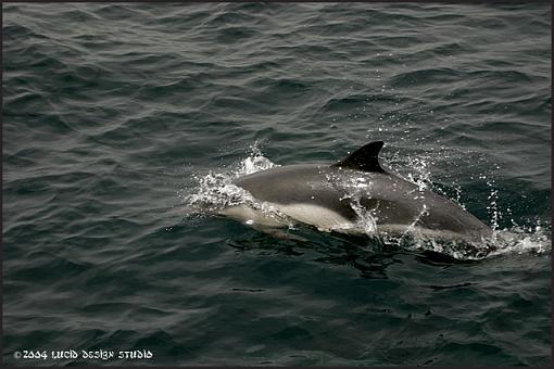 Short excursion to Anacapa Island-dolphin1.jpg