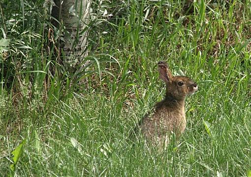 Which way did he go?-rabbit-medium-.jpg