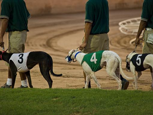 First Time at the Track-dogs1web.jpg